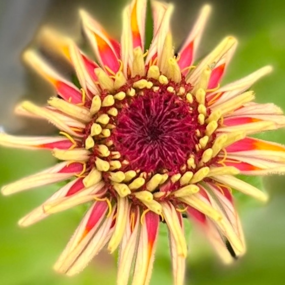 springposies